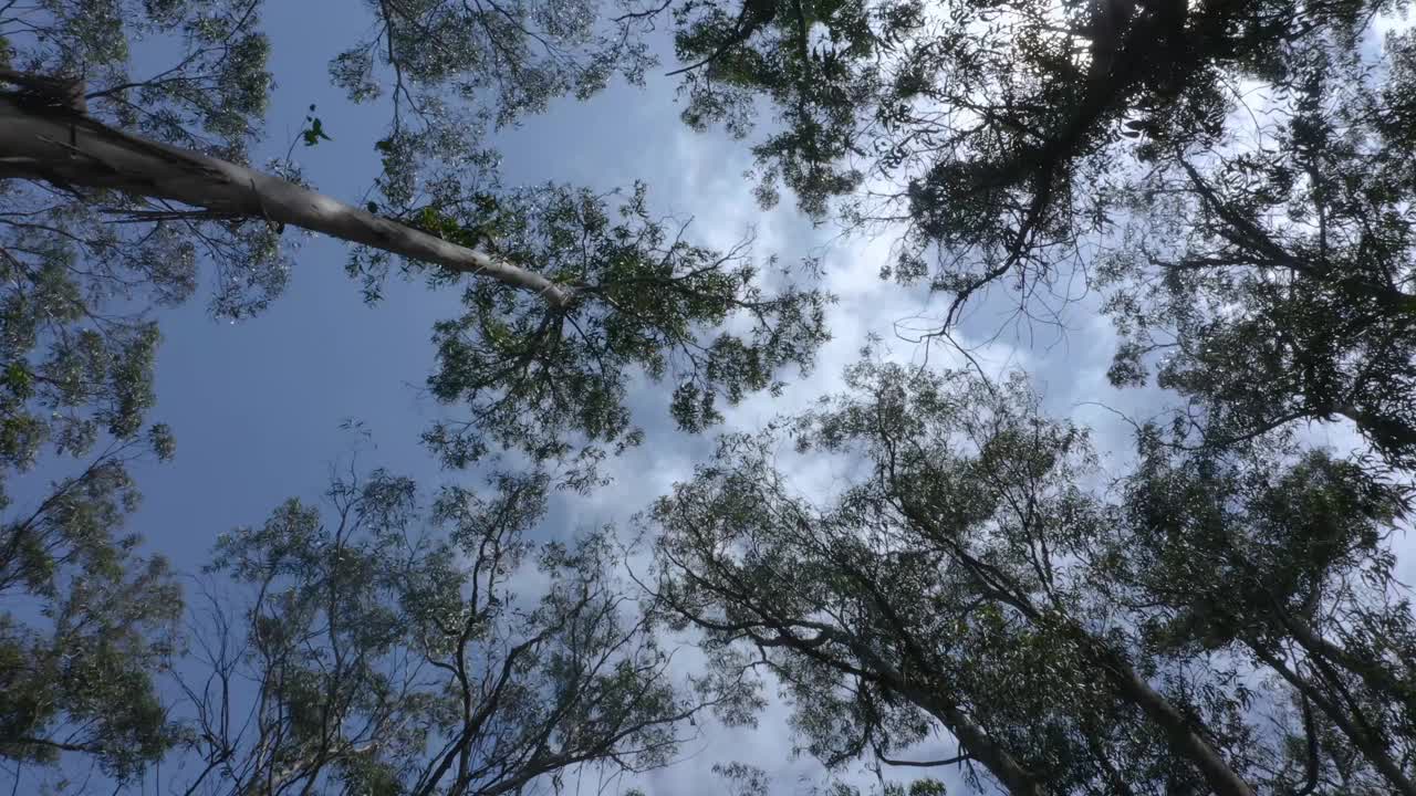 大桉树在森林里随着空气移动视频素材