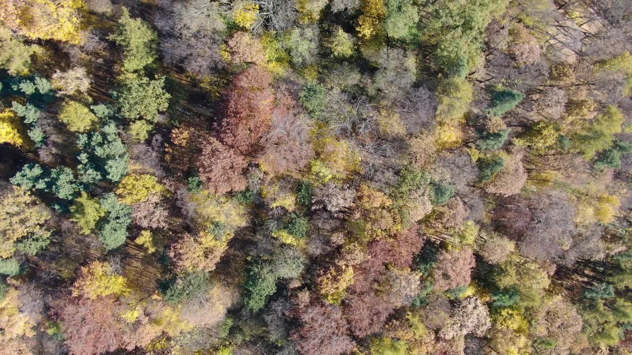 鸟瞰秋天森林里五颜六色的树木视频素材