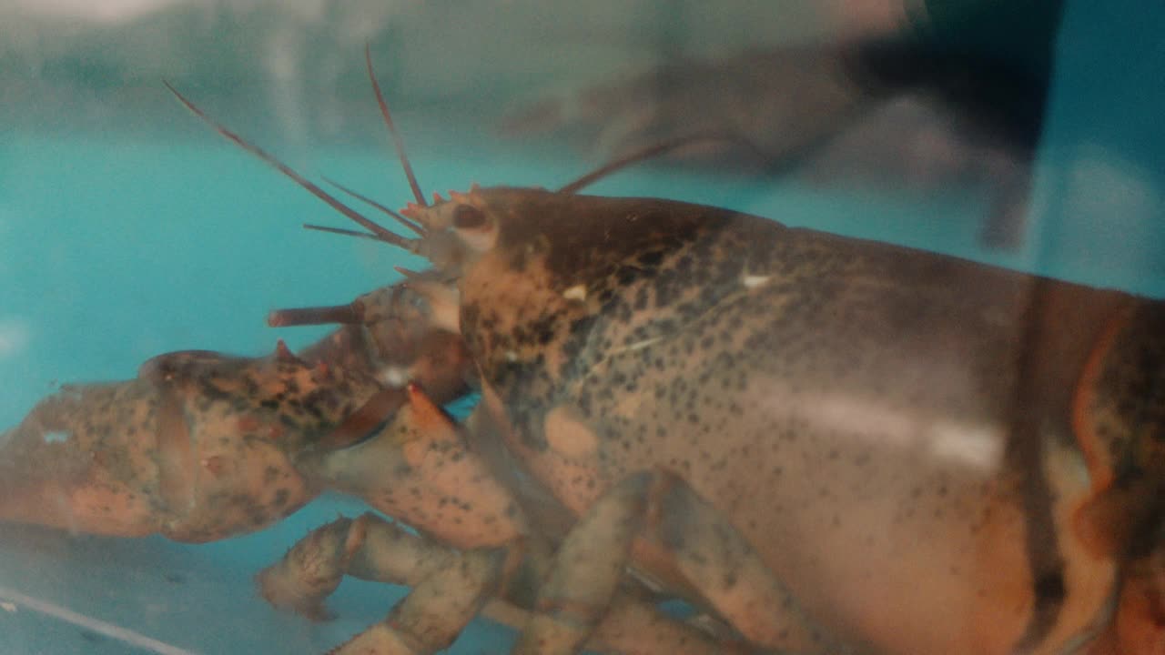 水族馆里等待出售的大龙虾视频素材