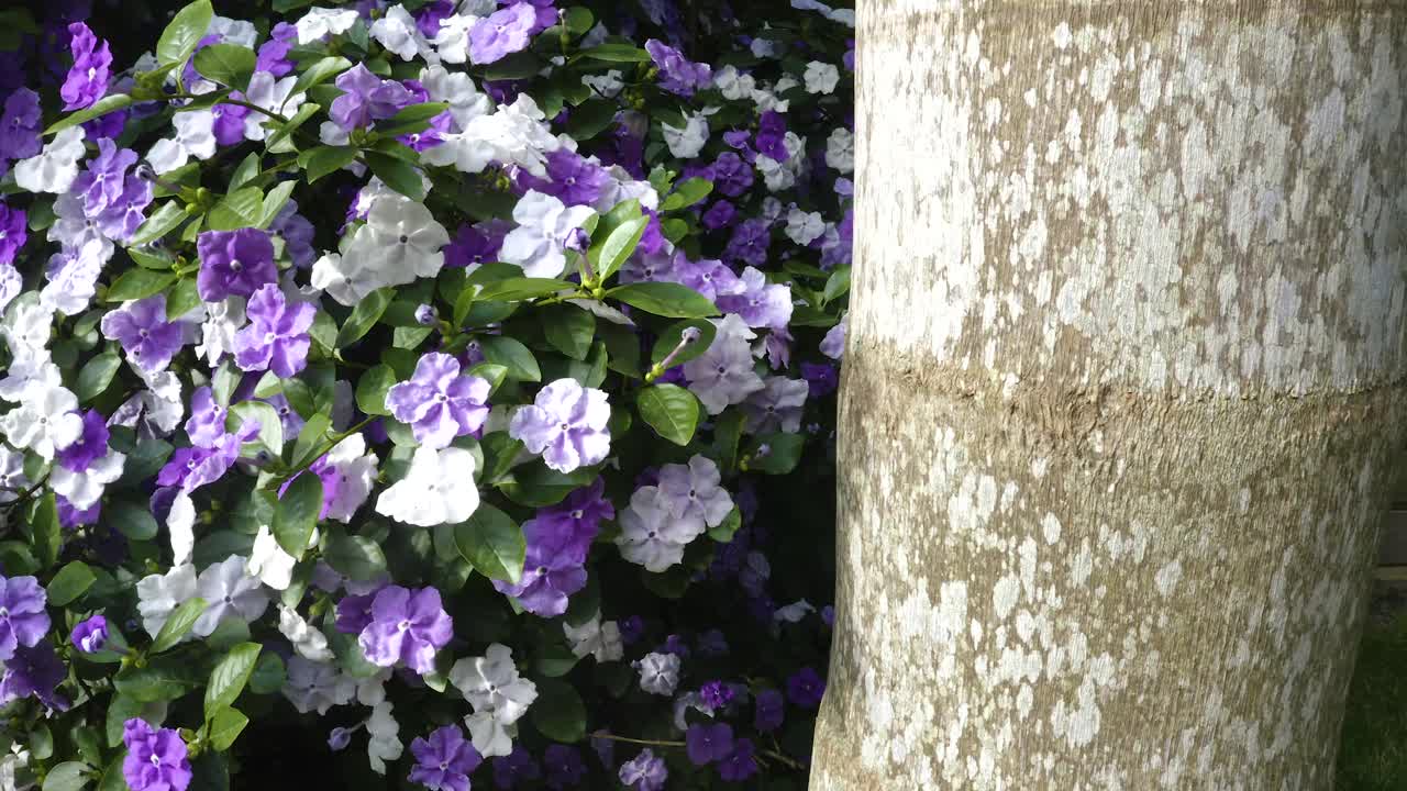 自1939年以来被称为巴拉圭的国花，并因其花朵而种植。它是多年生植物视频素材