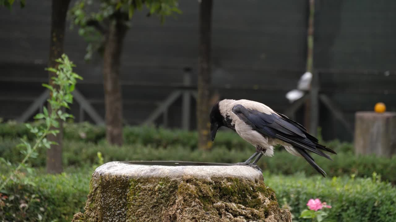 两只戴着兜帽的乌鸦站在饮水机旁视频下载