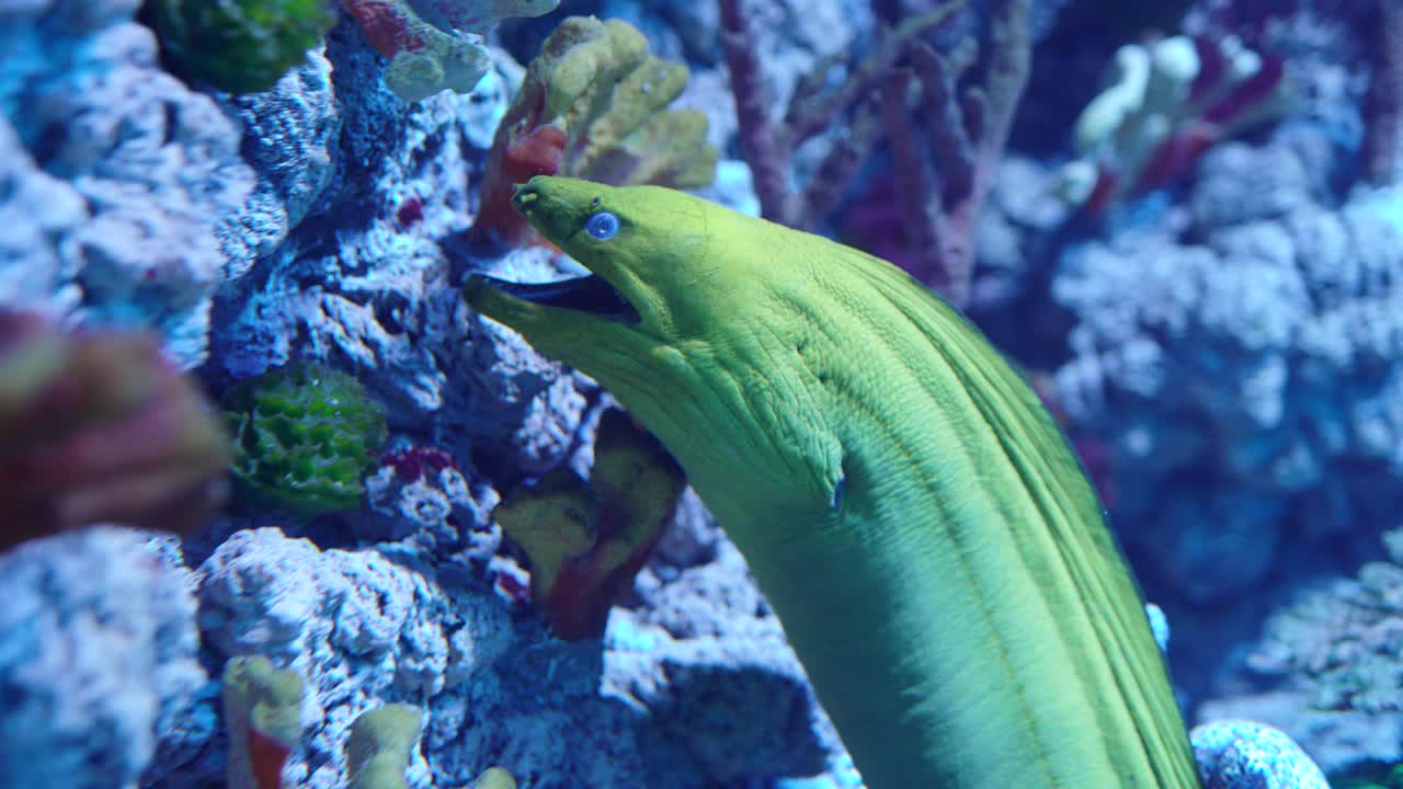 鳐鳍鱼属的绿色海鳗视频素材