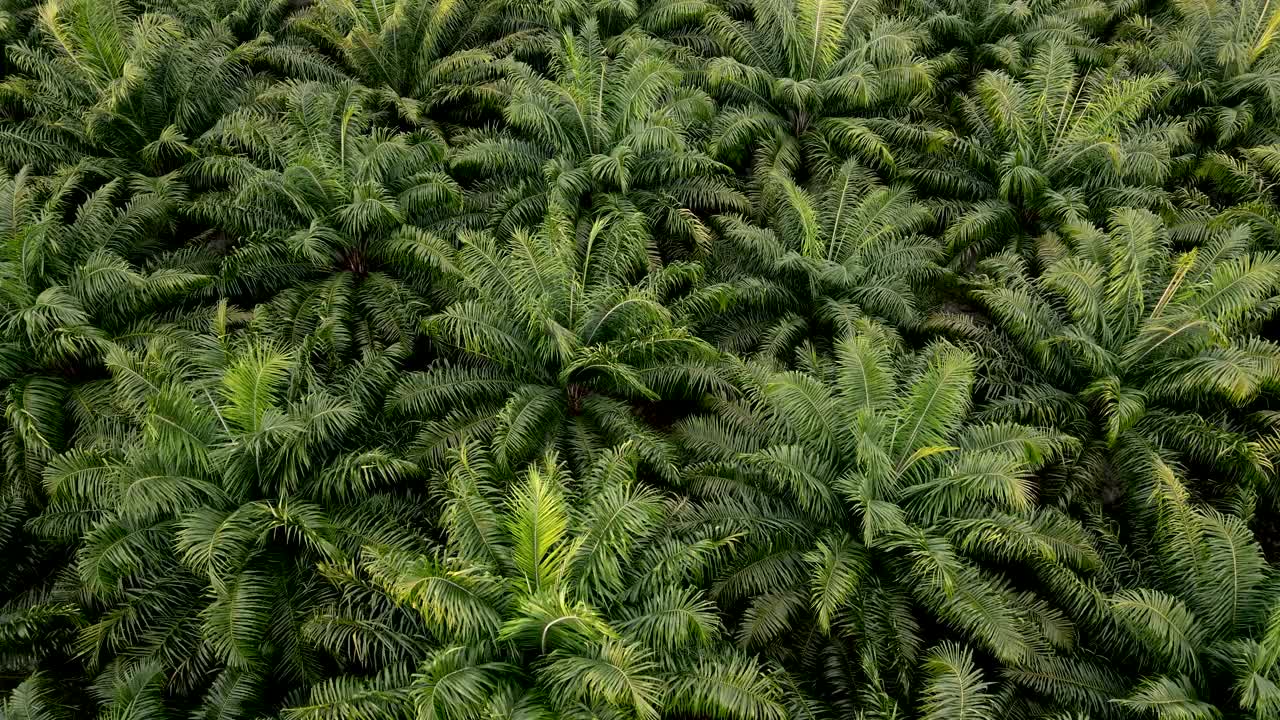 棕榈油种植园鸟瞰图。俯视图棕榈油树田农场种植农业能源生物柴油和石油从植物。直走视频下载