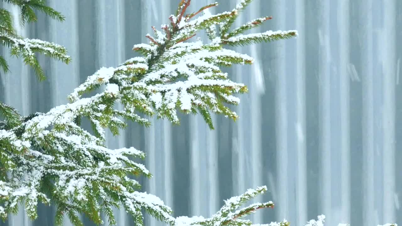 冬日公园里飘落的雪花，灰色背景上被雪覆盖的树木视频素材