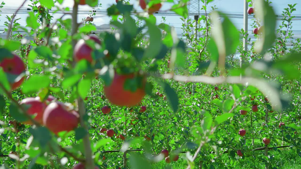 巨大的苹果园，网眼下生长着成熟的新鲜水果视频素材