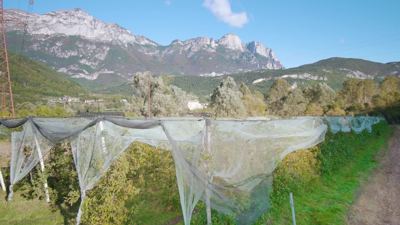 苍翠的苹果树在山的防护网下生长视频素材