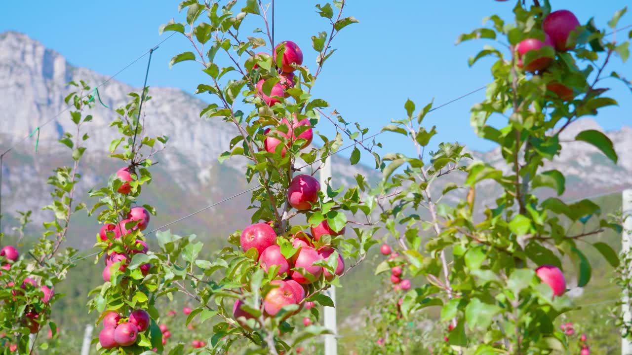 郁郁葱葱的苹果树枝桠紧靠金属线生长视频素材