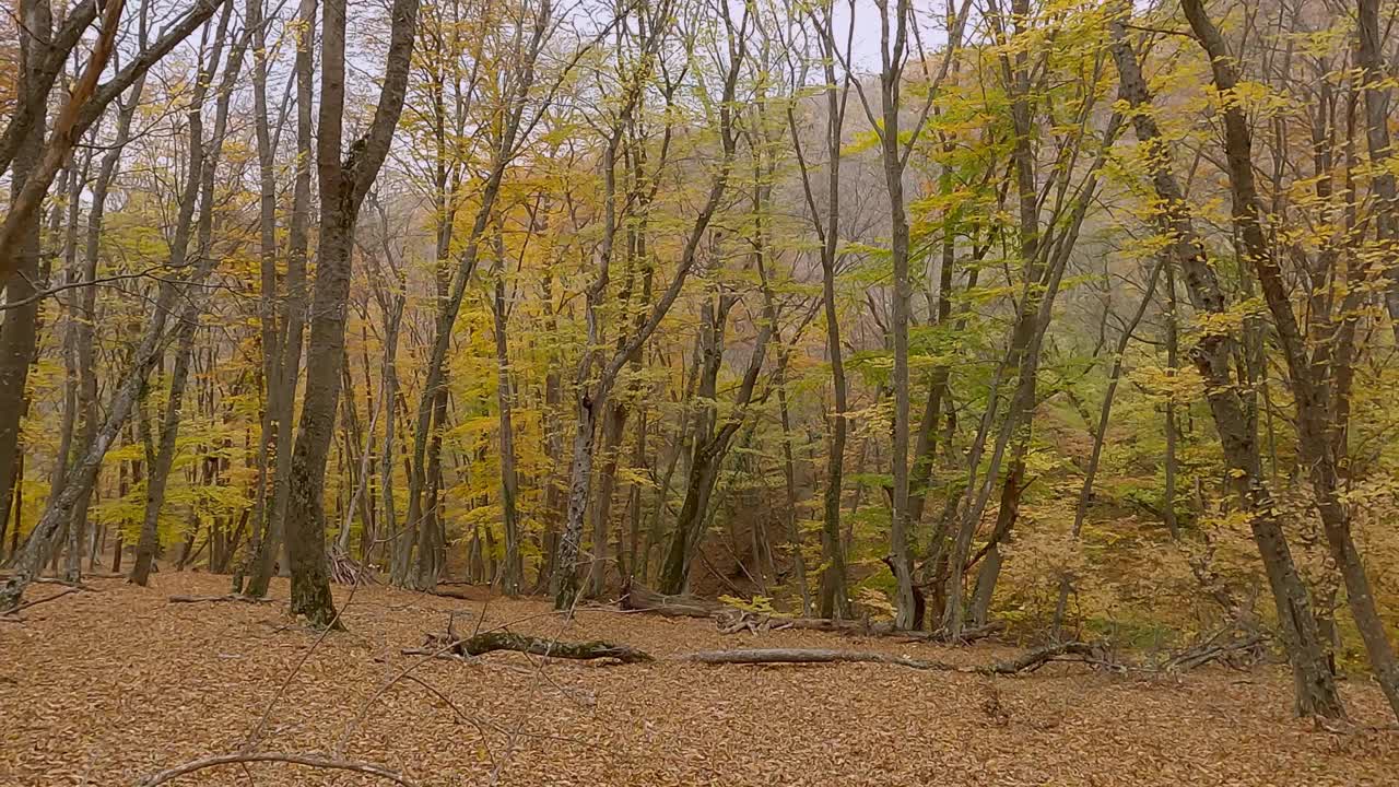 落叶季节，秋天森林里的树木长着黄色、橙色和红色的叶子。视频素材