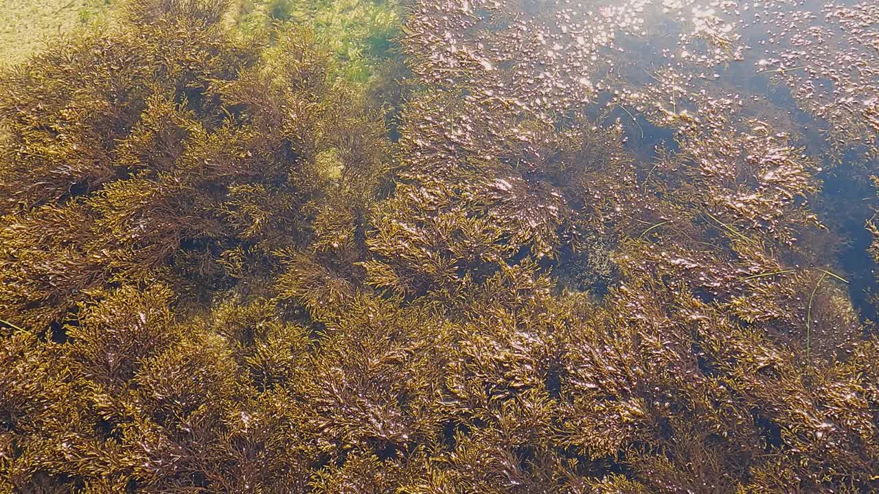 海面上的海草，在兴奋中摇摆。视频素材