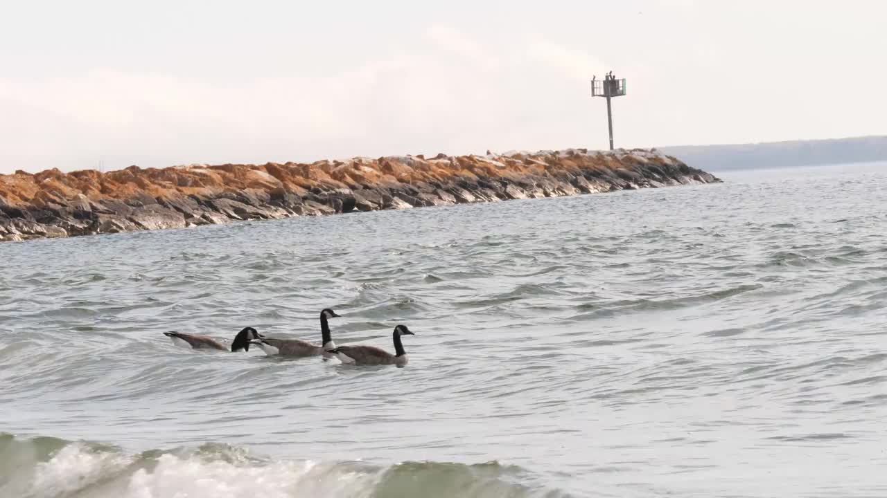 鹅在湖中游泳在4K视频素材