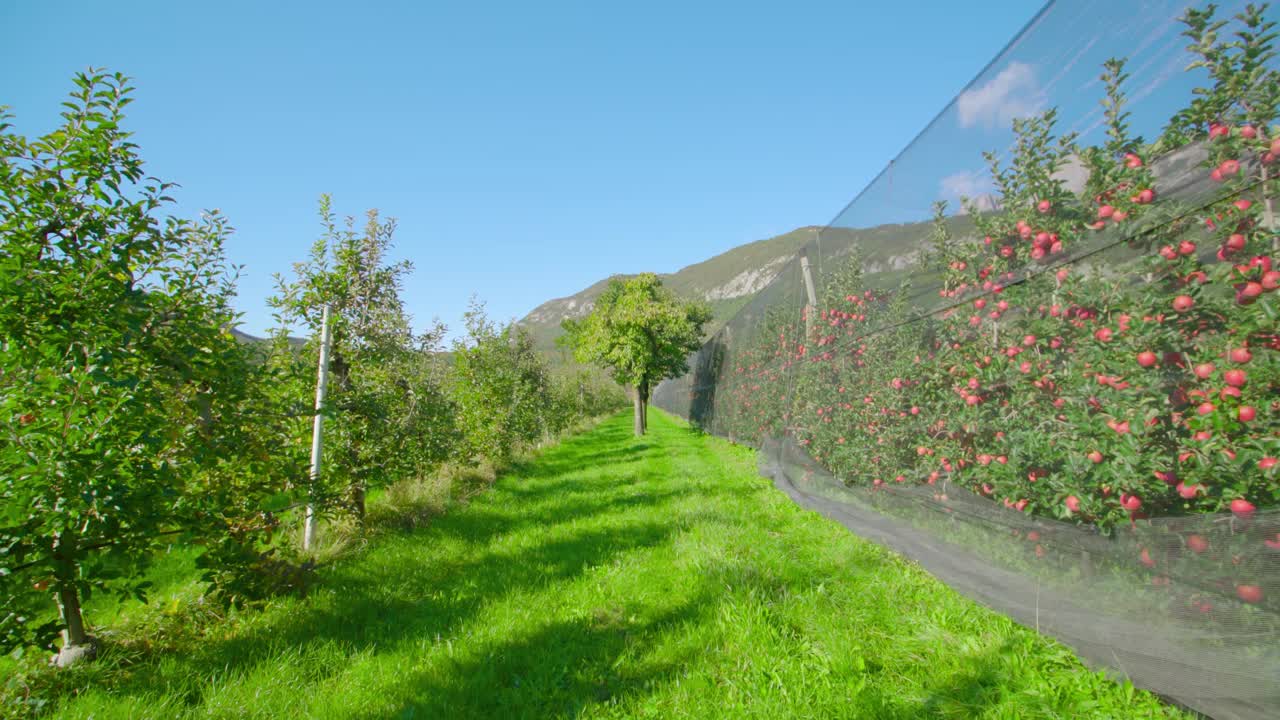 在郁郁葱葱的草木旁生长着成熟果实的苹果种植园视频素材