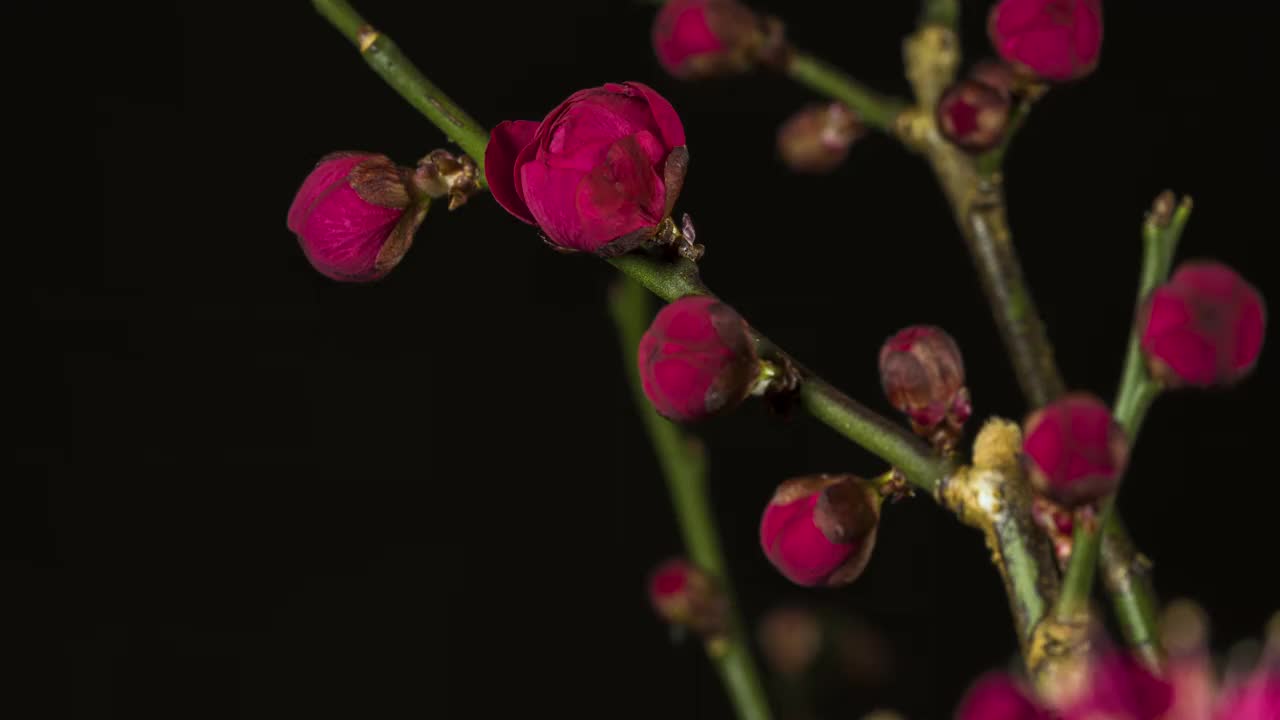 红梅的延时视频。视频素材