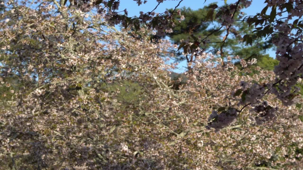 美丽的粉红色樱桃树盛开着华丽的自然景色。日本樱花视频素材