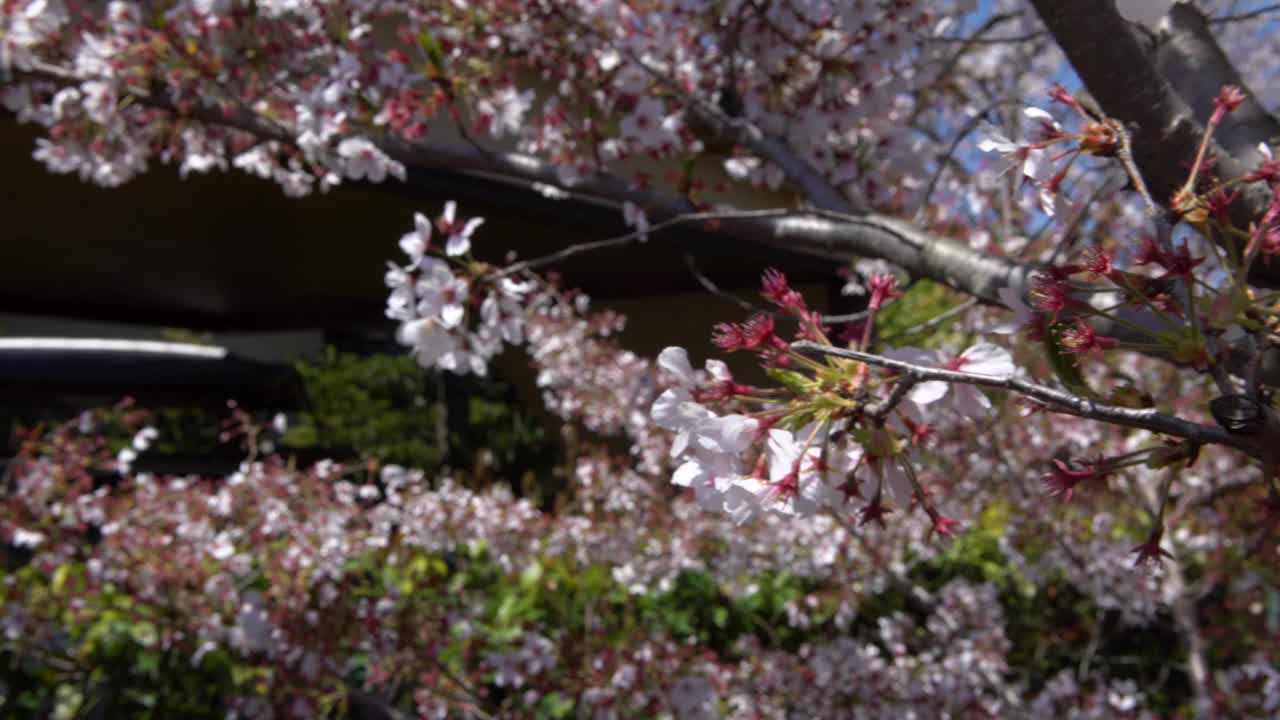 美丽的粉红色樱桃树盛开着华丽的自然景色。日本樱花视频素材