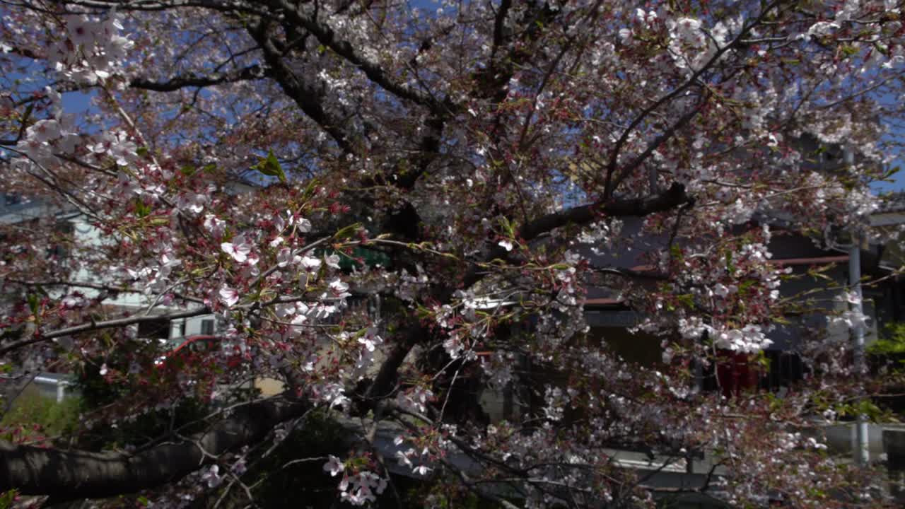 美丽的粉红色樱桃树盛开着华丽的自然景色。日本樱花视频素材