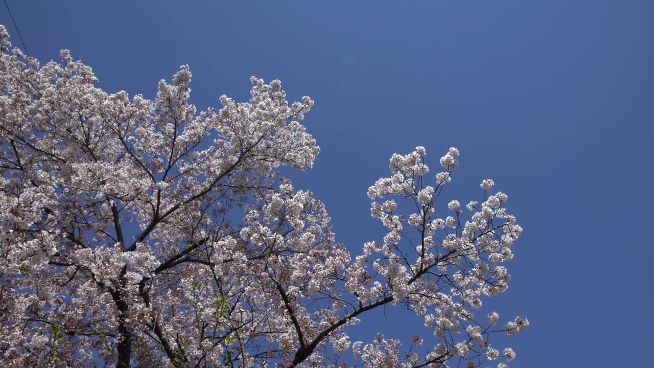 美丽的樱花盛开的树枝与蓝色的天空背景在京都视频素材