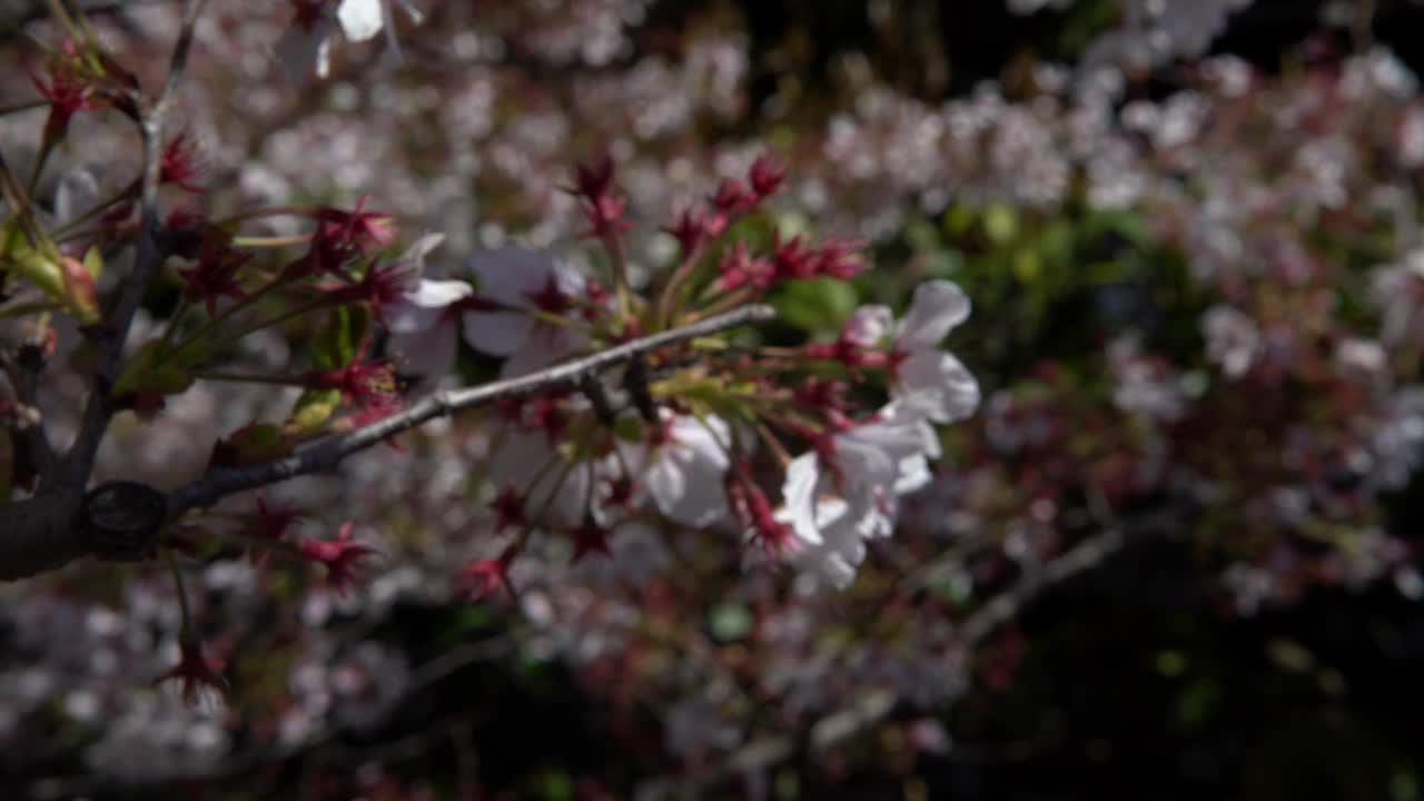 美丽的粉红色樱桃树盛开着华丽的自然景色。日本樱花视频素材