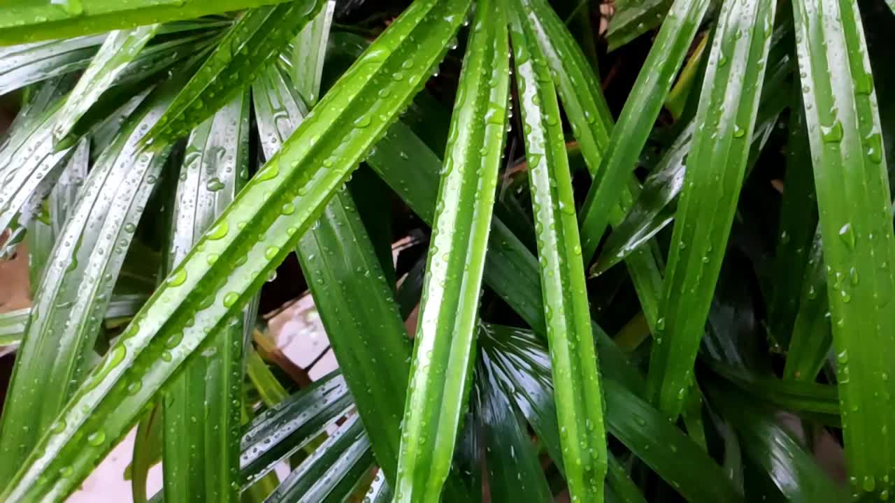 雨水滴落在茂盛的树叶上视频素材