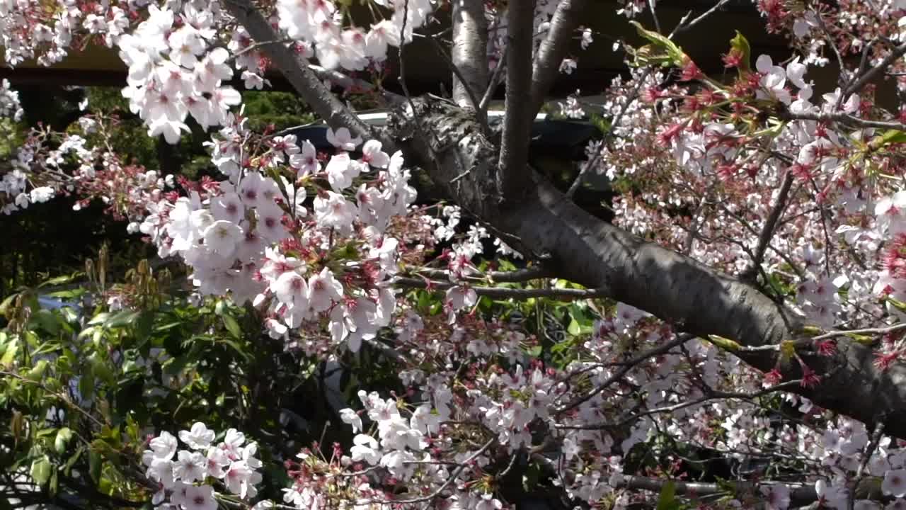 美丽的粉红色樱花树缓慢地盛开着，这是一幅自然的风景画视频素材