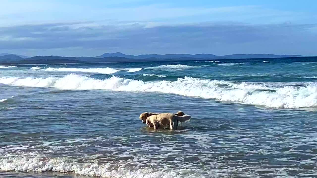 狗在海浪中穿梭视频素材