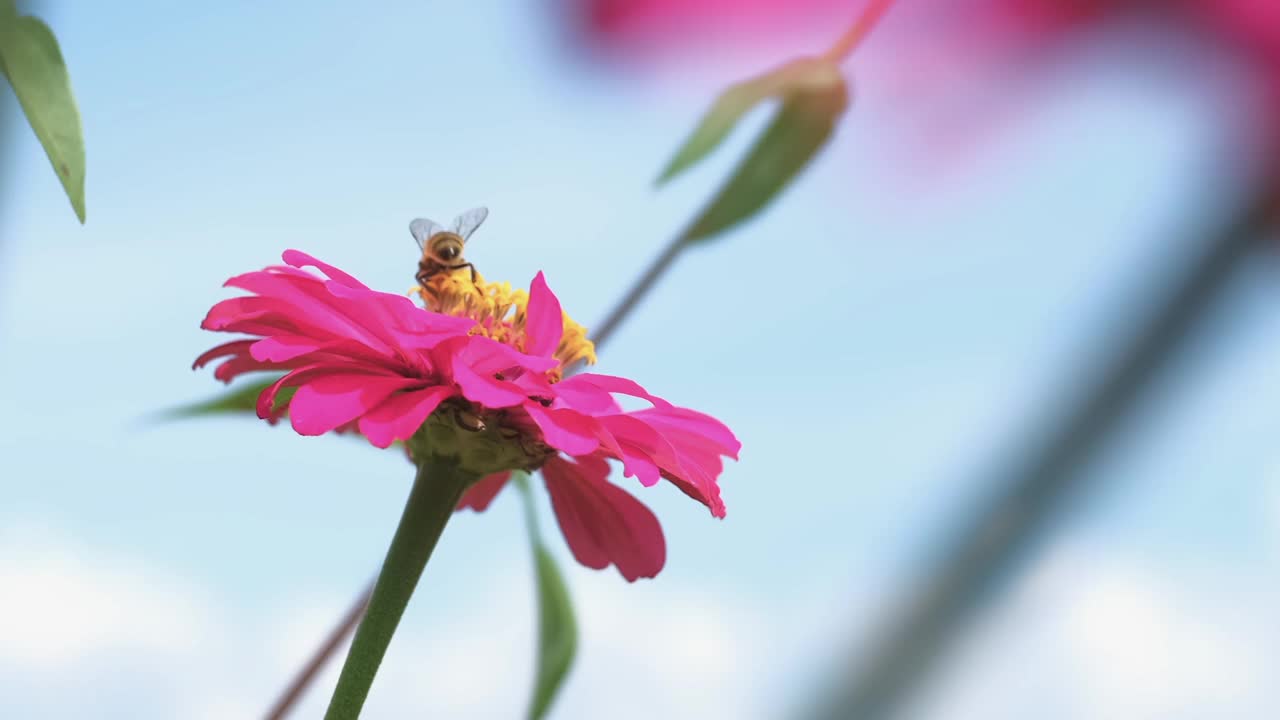蜜蜂飞来飞去，从白色粉红色的花朵上采集花蜜视频素材