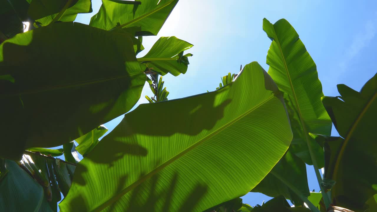 低角度的绿色芭蕉叶在风中吹向天空视频素材