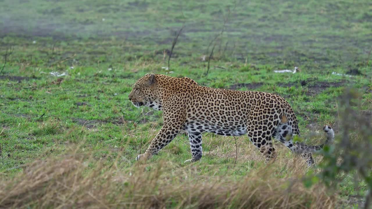 豹- pardus，非洲大斑点黄猫，猫科动物科豹属，肖像在非洲的灌木丛中，成年雄猫休息，打哈欠或躺着，爬行和行走视频素材