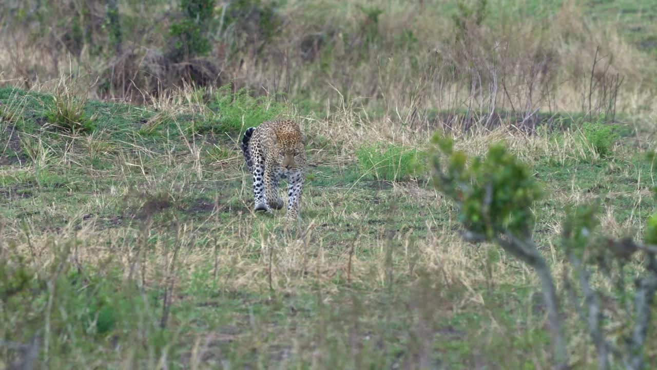 豹- pardus，非洲大斑点黄猫，猫科动物科豹属，肖像在非洲的灌木丛中，成年雄猫休息，打哈欠或躺着，爬行和行走视频素材