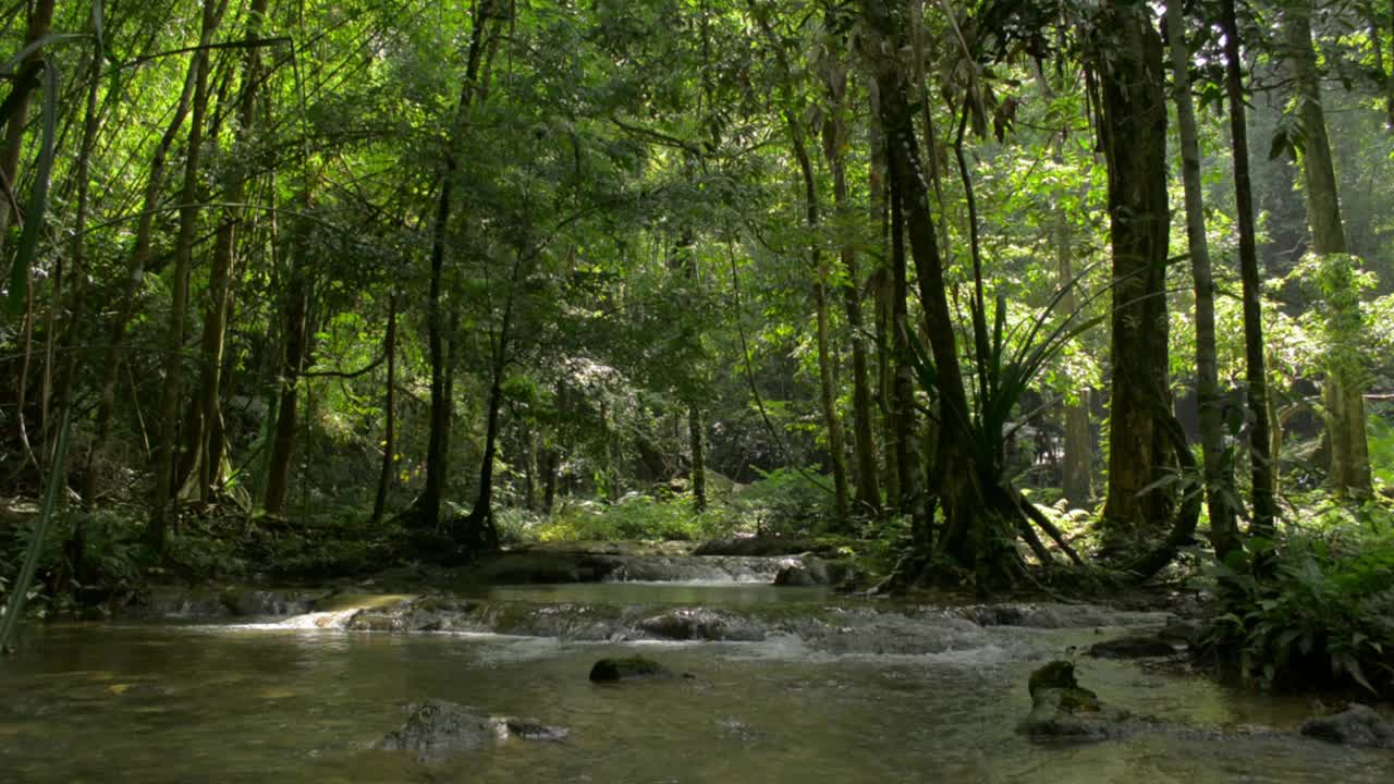 在热带雨林的阳光下，水流穿过茂密的树叶从岩石上流过的美丽景色。夏日清晨，绿意盎然的林地和小溪的风景。视频素材