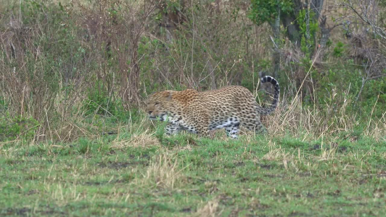 豹- pardus，非洲大斑点黄猫，猫科动物科豹属，肖像在非洲的灌木丛中，成年雄猫休息，打哈欠或躺着，爬行和行走视频素材