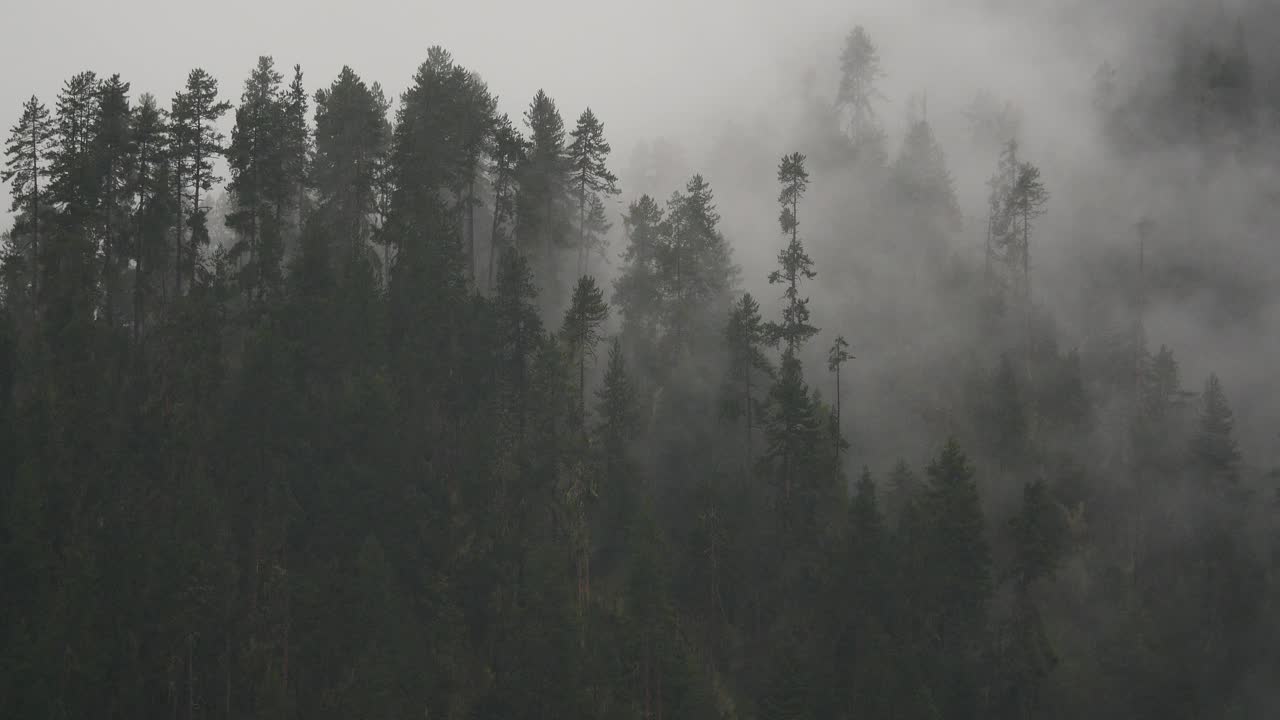 清晨四千山起雾，雾松，西藏波密县。视频素材