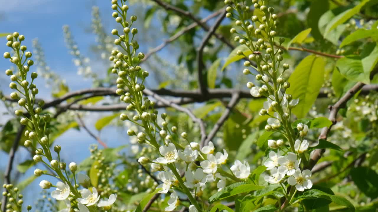 春天在树上盛开的花。樱花树野花盛开。有风的天气视频素材