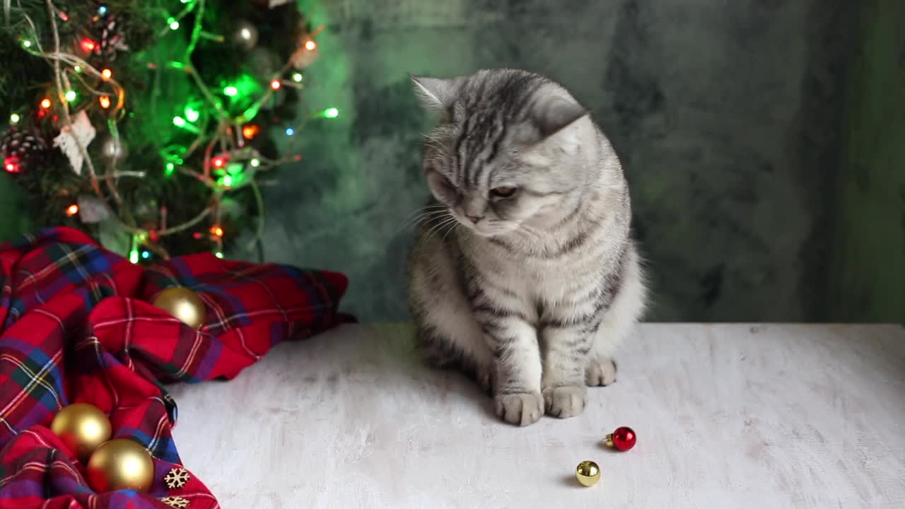 猫玩圣诞装饰品视频素材