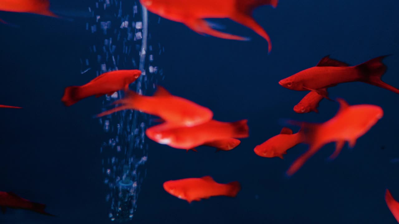 水族馆里有很多红丝绒剑尾鱼视频素材