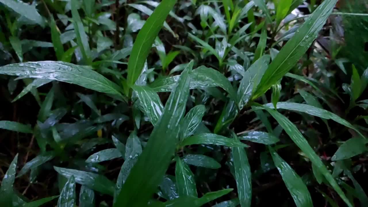 雨水滴落在茂盛的树叶上视频下载