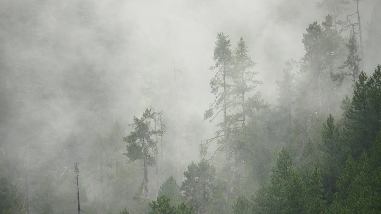 清晨四千山起雾，雾树，西藏波密县。视频素材