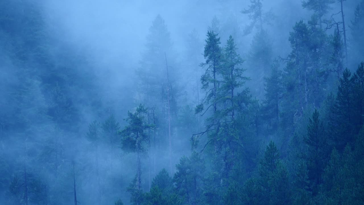 清晨四千山起雾，雾树，西藏波密县。视频素材