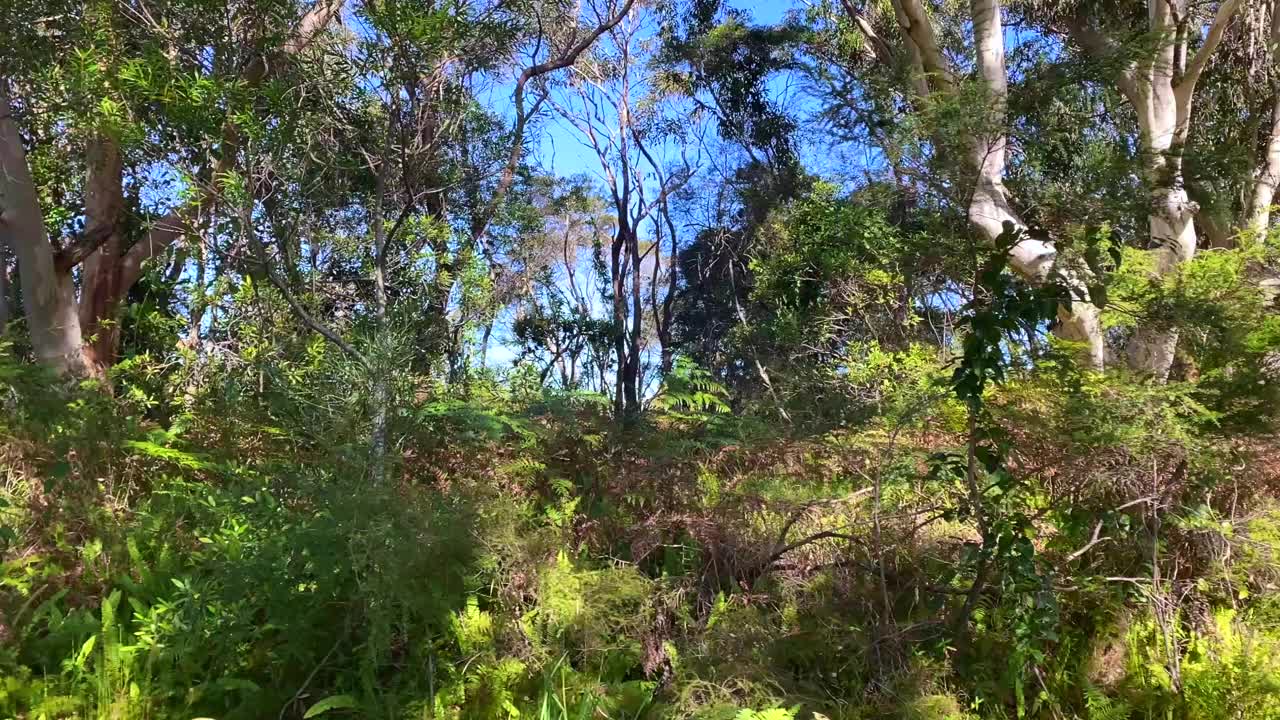 驾驶视野的澳大利亚灌木景观视频素材