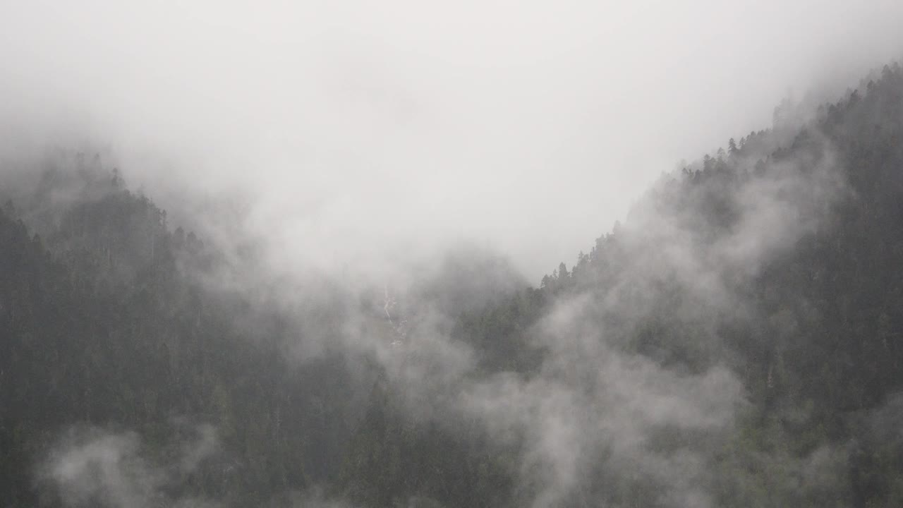 清晨四千山起雾，雾树，西藏波密县。视频素材