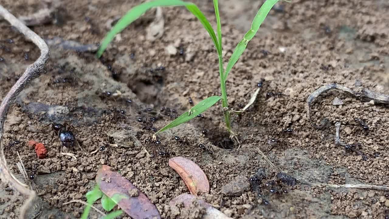 黑蚂蚁在地上筑巢视频素材