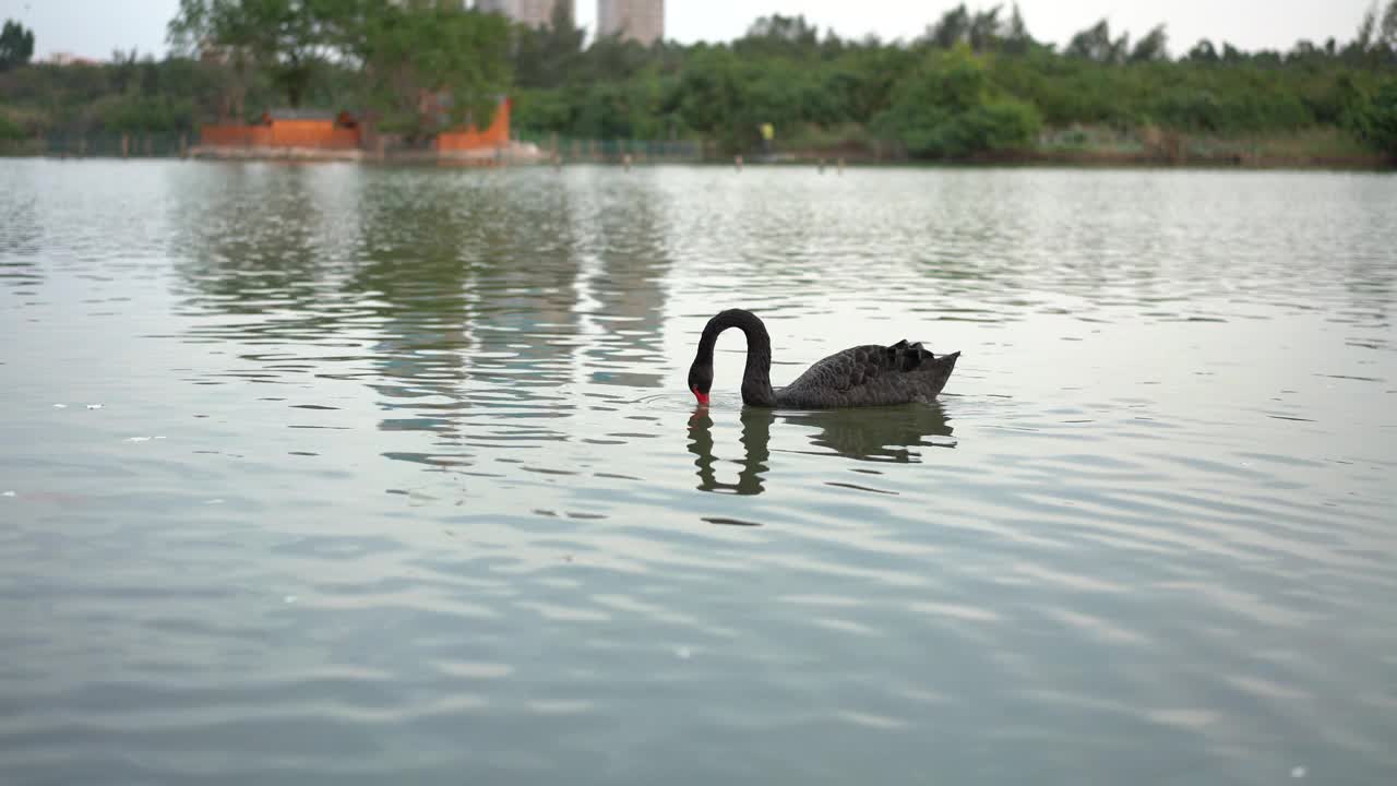 黑天鹅在湖里游泳觅食视频素材