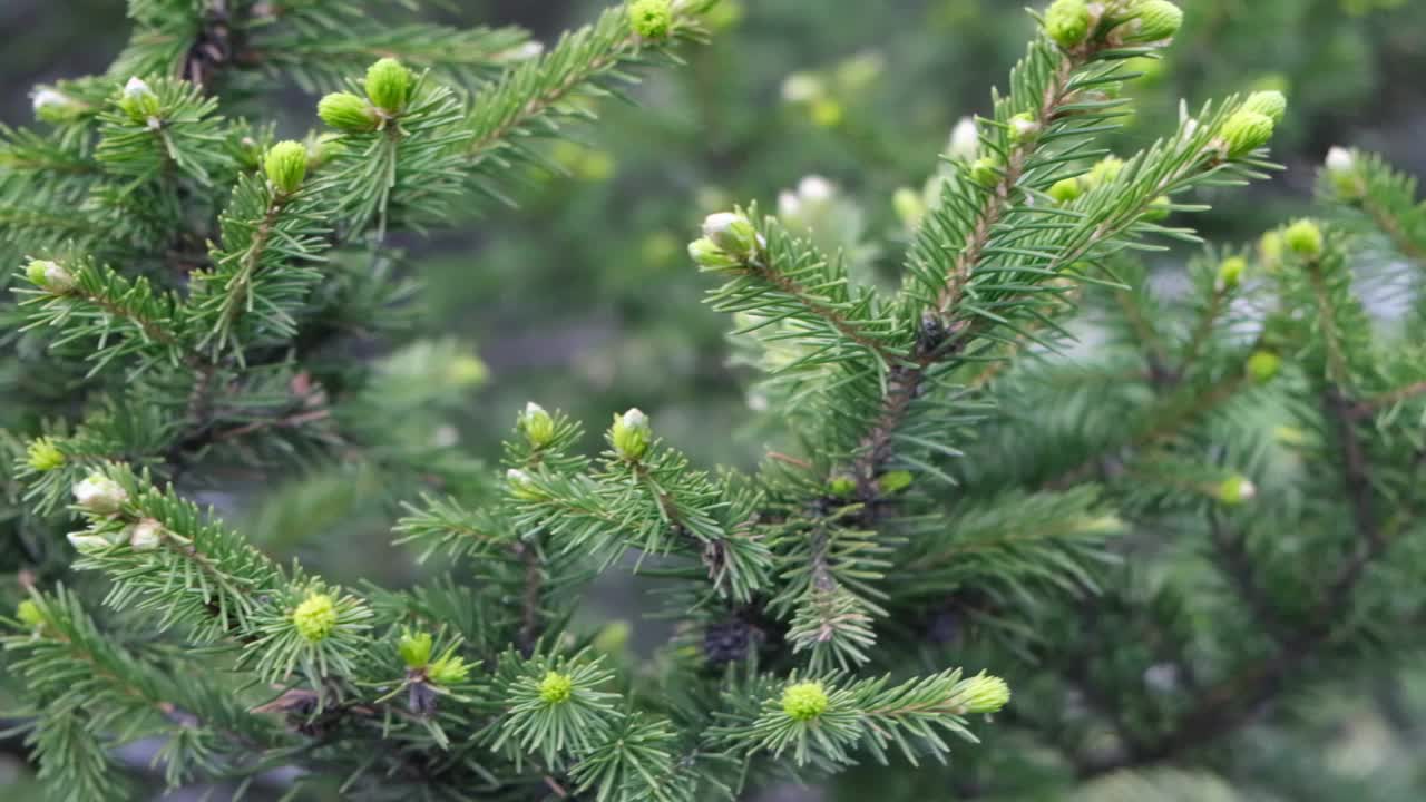 枞树的枝条上长着绿芽，在春天长出新芽。在春天的森林里，幼小的冷杉树在树枝上发芽。视频素材