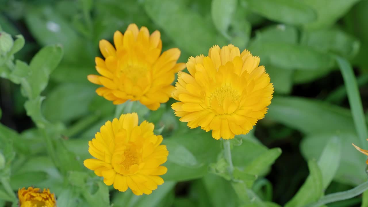 花金盏菊(金盏菊，花盆，花园或英国金盏花)。药草金盏草的特写。视频素材