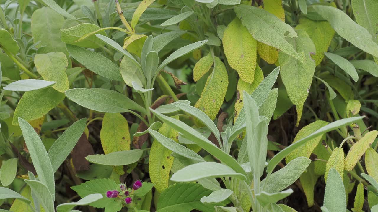 常见鼠尾草、芳香药草和香料。花园里的药用鼠尾草。视频素材