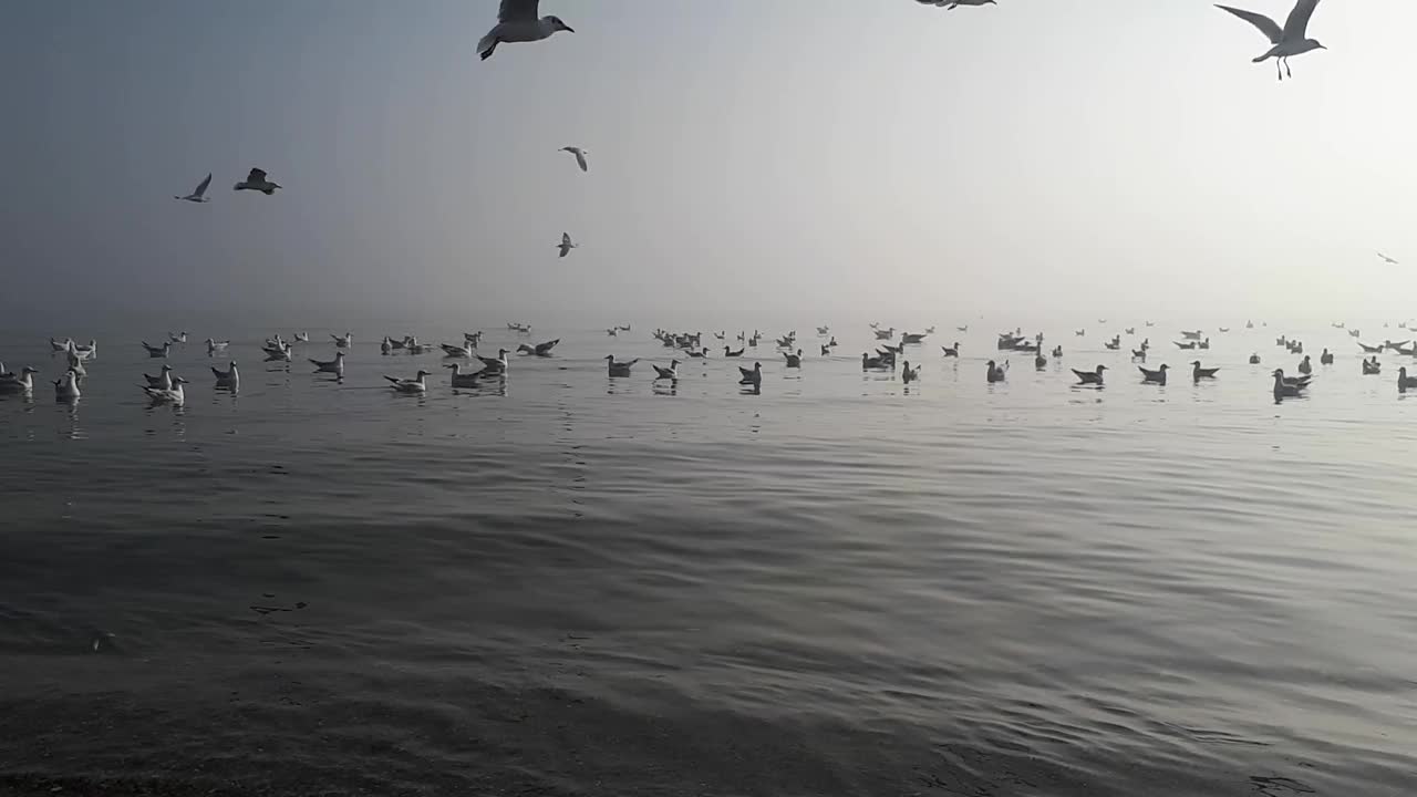 海鸥在雾中在宁静的海面上飞翔视频素材