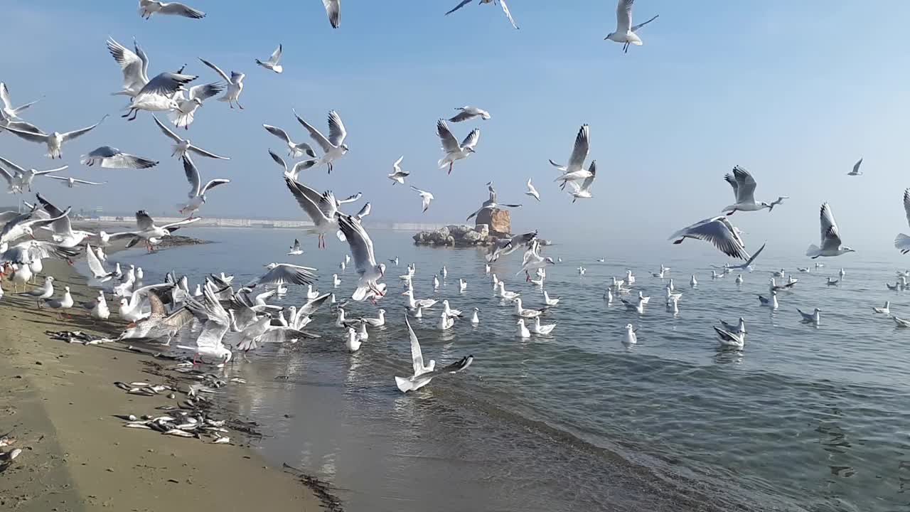 海鸥在雾中在宁静的海面上飞翔视频下载