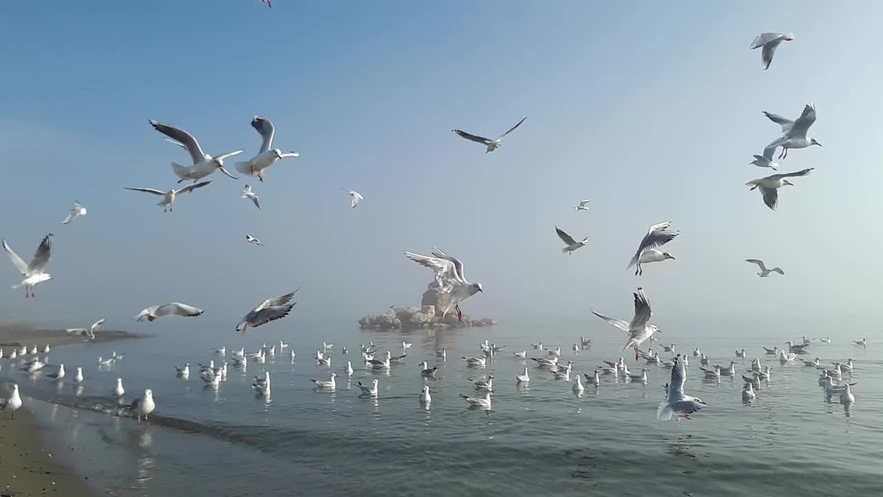 海鸥在雾中在宁静的海面上飞翔视频下载