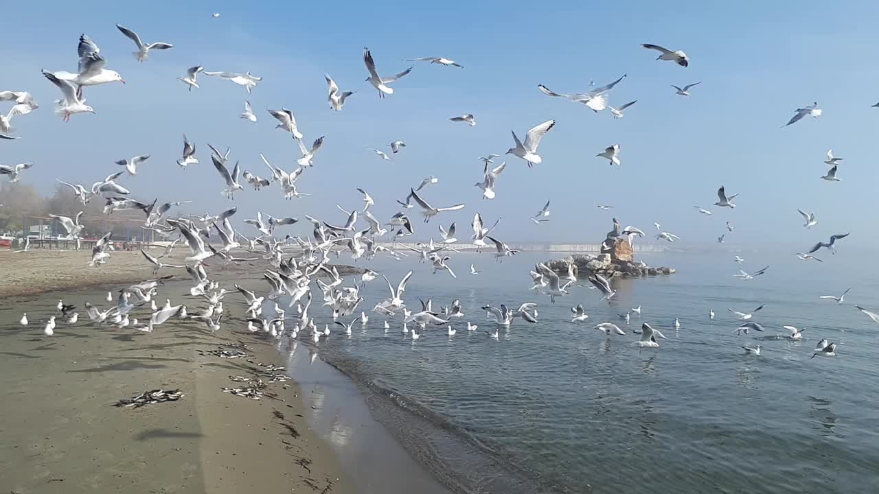 海鸥在雾中在宁静的海面上飞翔视频下载