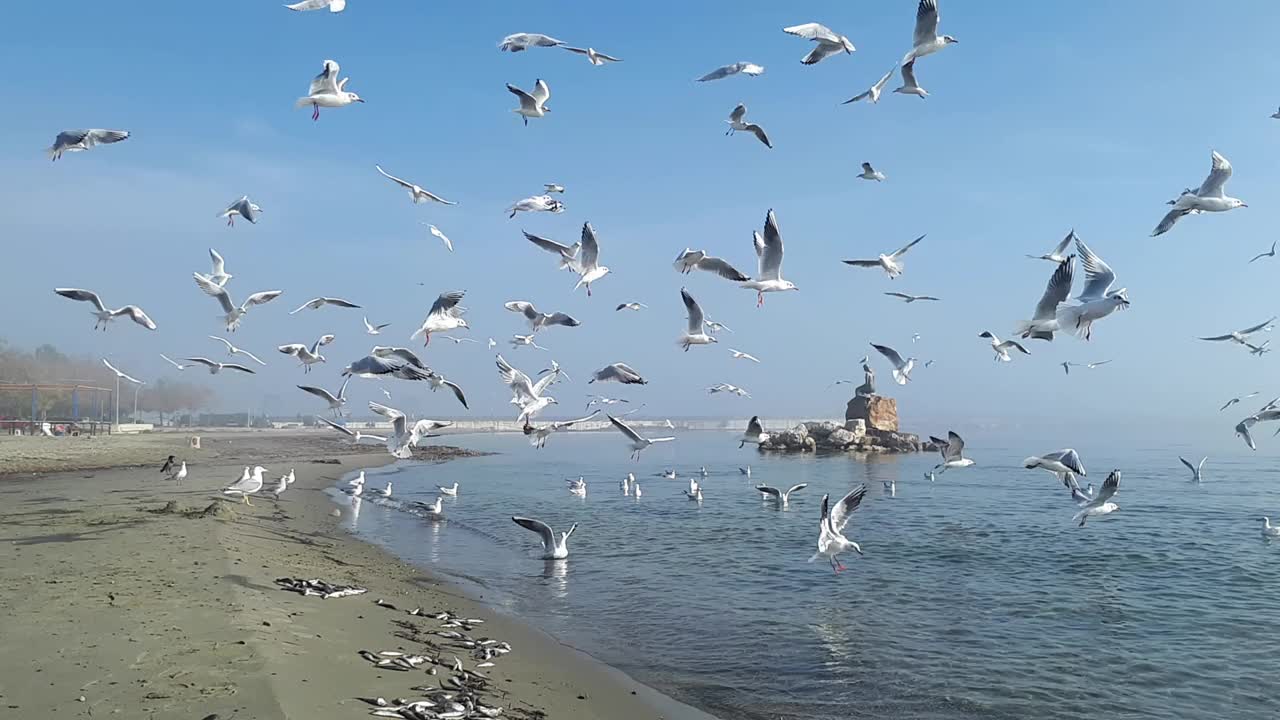 海鸥在雾中在宁静的海面上飞翔视频素材