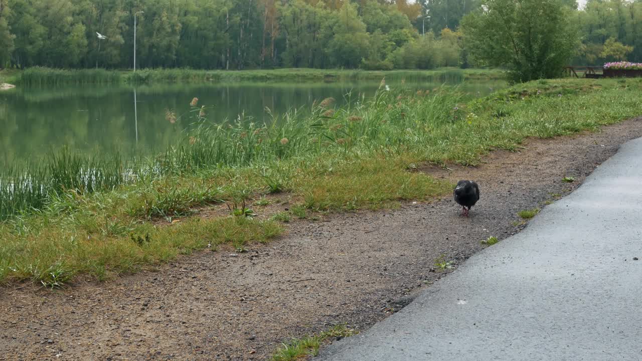 一只灰色的鸽子在公园里从湿地上捡食物。背景是城市公园的湖，鸽子沿着柏油路走。鸽子和鸟在城市里的生活视频素材